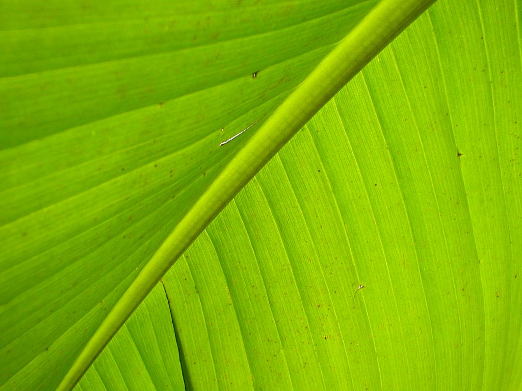 Banana-Leaf-2.JPG