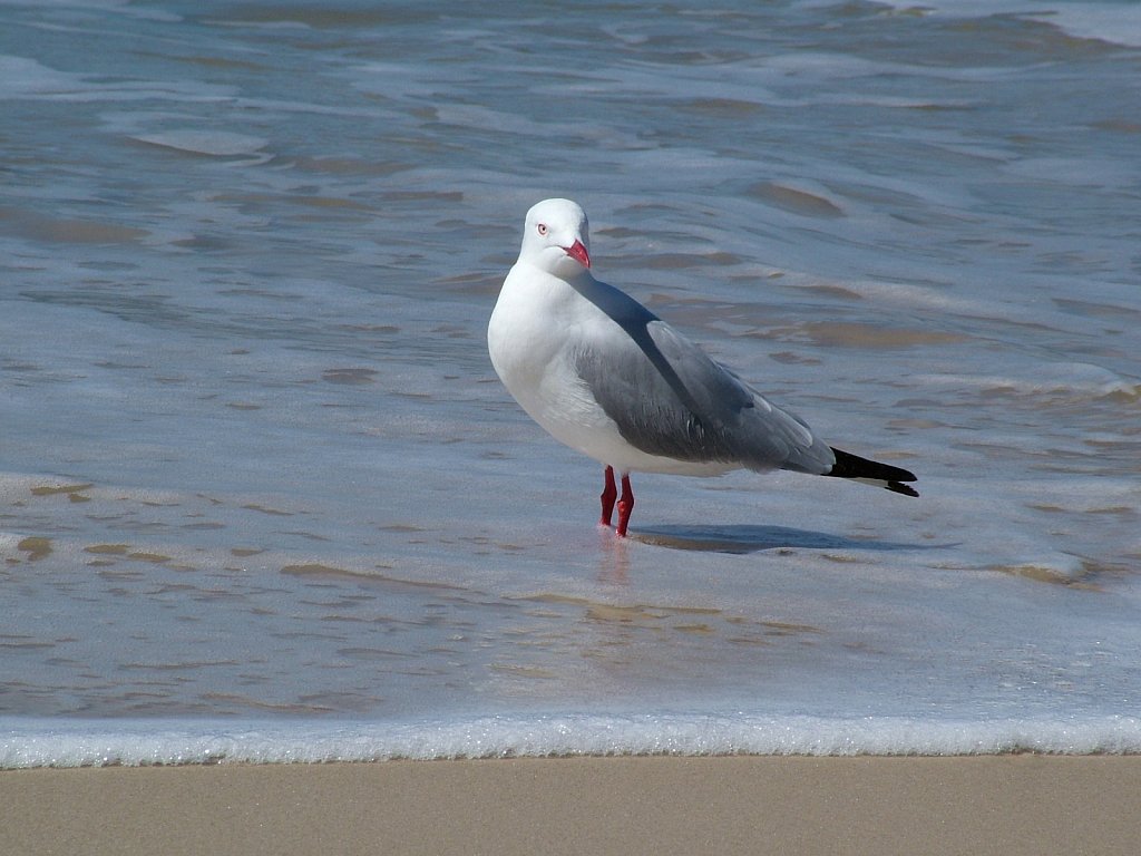 Seagull-1.JPG