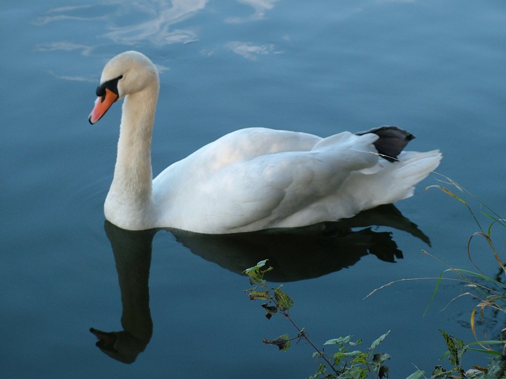 Swan-1.JPG