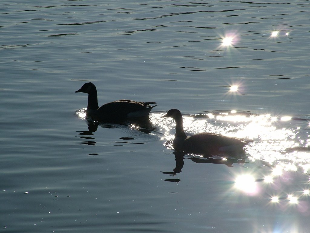 Ducks-River-Trent.JPG