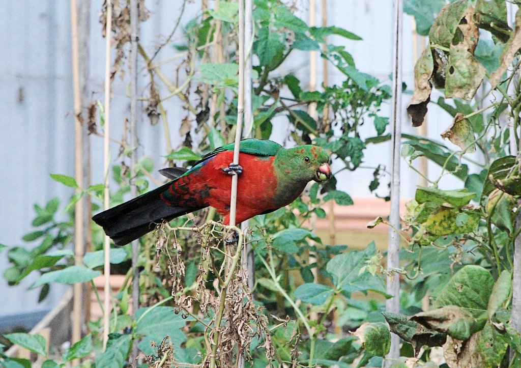 King-Parrot-2.JPG