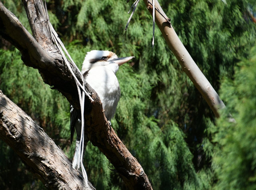 Kookaburra.jpg