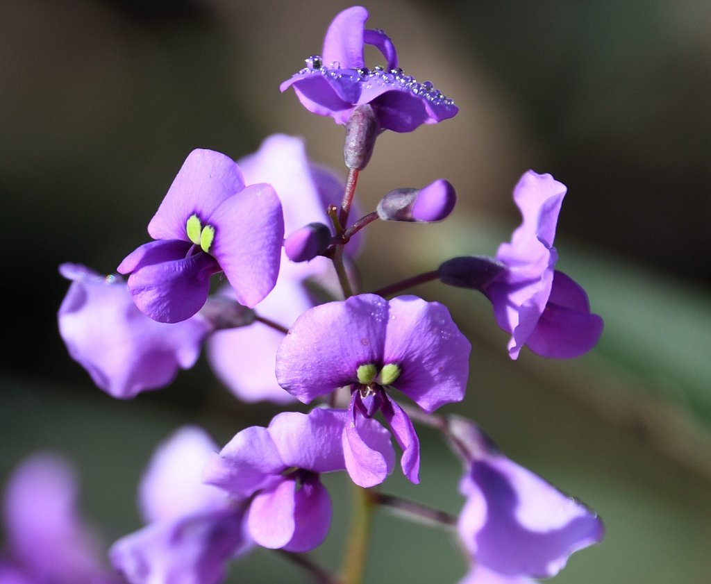 Purple-flower.jpg