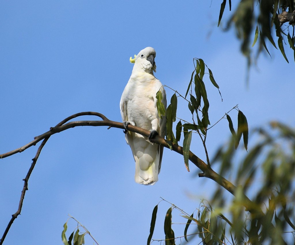 Cockatoo2.jpg